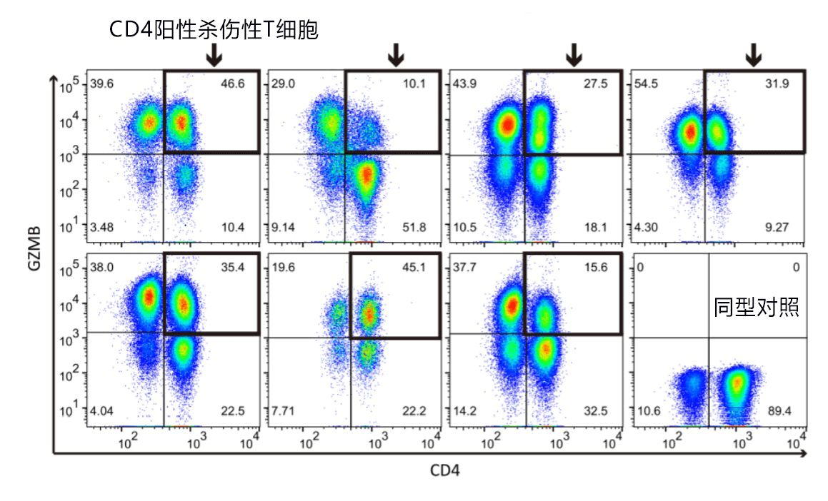 日本发现110岁以上超长寿者携带特殊T细胞