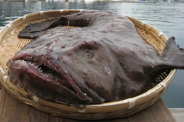 罕见深海生物冲上沙滩 又丑又凶又怪：日本却奉为顶级美食